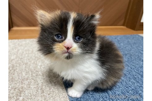 成約済の千葉県のサイベリアン-109886の14枚目